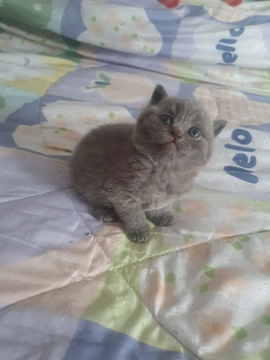 bkh kitten reinrassige Mädchen u. Jungen