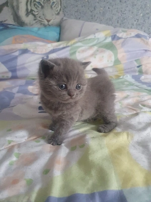 bkh kitten reinrassige Mädchen u. Jungen