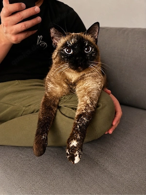 Liebevolle 4-jährige Katze sucht neues Zuhause mit Herz, Zeit und Geborgenheit