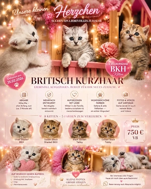 BKH kitten