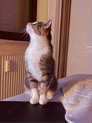 Freigängerin sucht Zuhause Bild 3