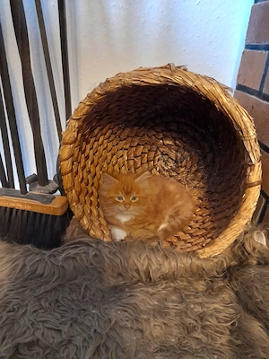 Main Coon Kater sucht 