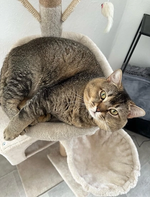 Pascha sucht ein neues zuhause  