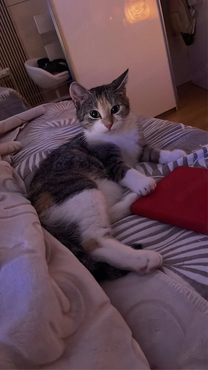 Freigängerin sucht Zuhause Bild 4