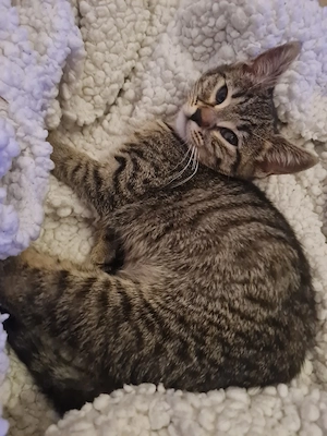 Katze, Jungtier