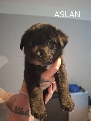 Aussiedor welpen suchen zuhause