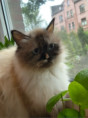 Wunderschöne, verschmuste Perser-Langhaar Katze sucht liebevolles Zuhause    Bild 2