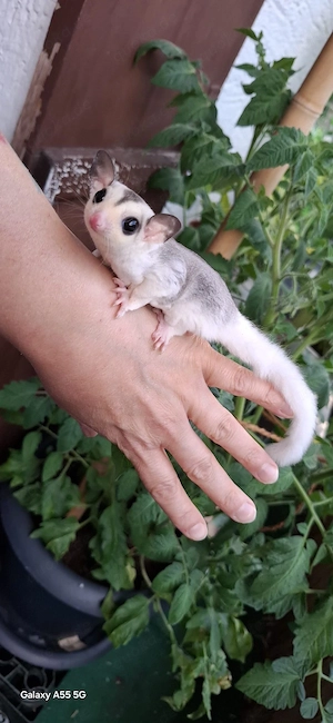 Suger Glider