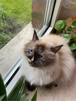 Wunderschöne, verschmuste Perser-Langhaar Katze sucht liebevolles Zuhause    Bild 3