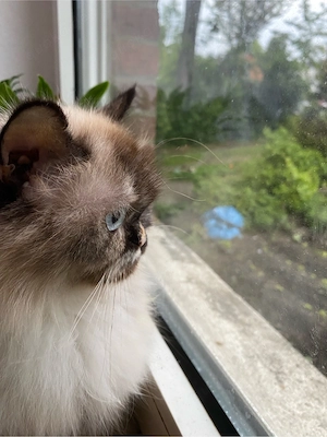 Wunderschöne, verschmuste Perser-Langhaar Katze sucht liebevolles Zuhause    Bild 4