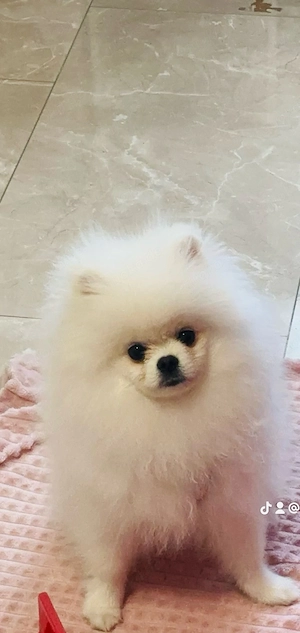 pomeranian welpen 