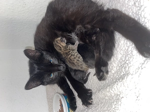 Katze und Kitten 