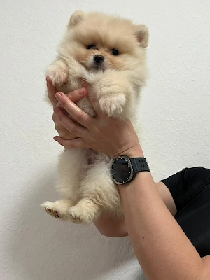 Spitz Pomeranian  Bild 3