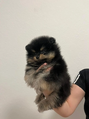 Spitz-Pomeranian 