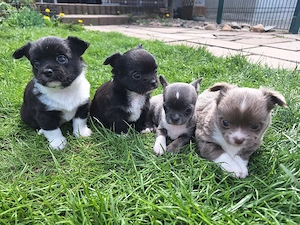 Zwei Chihuahua Welpen (schwarz und lilac) suchen noch ihr neues Zuhause