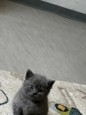 Britisch Kurzhaar Kater