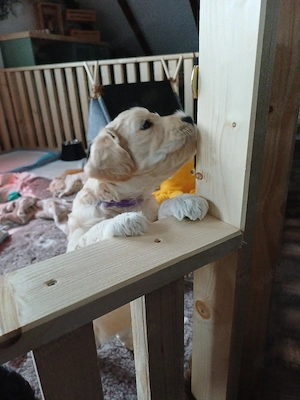 Zuckersüße Goldendoodle Welpen 