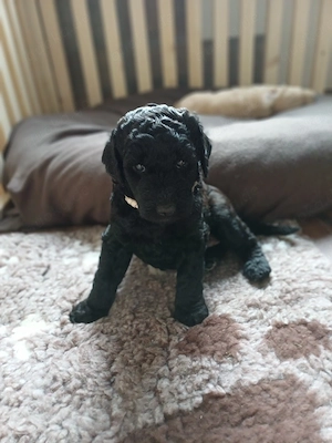 Zuckersüße Goldendoodle Welpen 