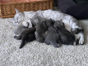 Reinrassige BKH Kitten