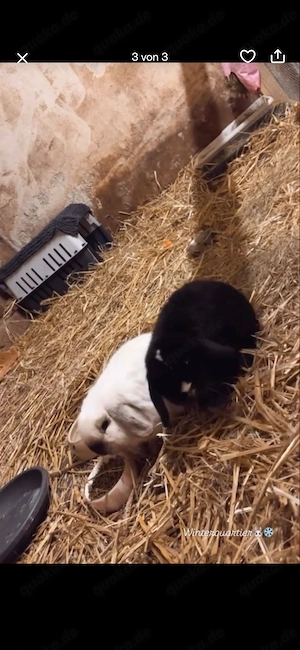 Kaninchen Mini Lop 