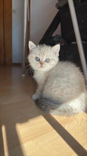 Britisch Kurzhaar kitten 