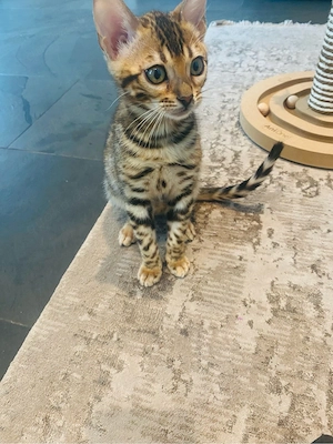 Reinrassige Bengal Kitten   Bild 7