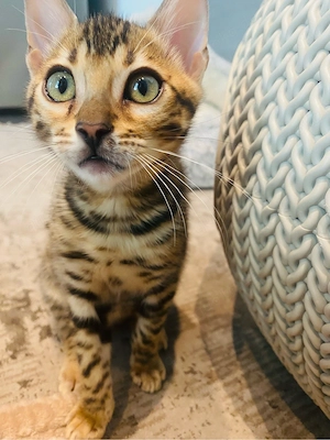 Reinrassige Bengal Kitten   Bild 3