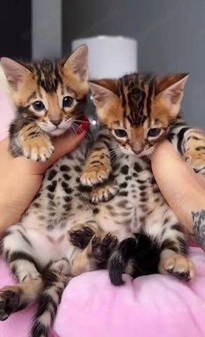Reinrassige Bengal Kitten  