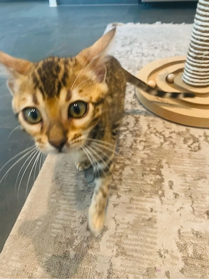 Reinrassige Bengal Kitten   Bild 5