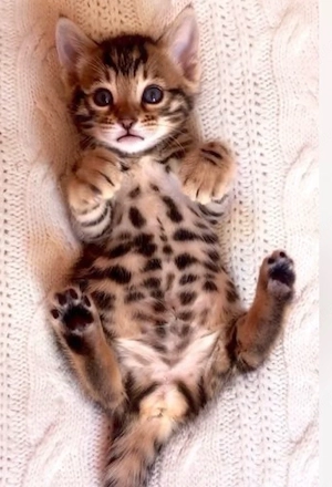 Reinrassige Bengal Kitten   Bild 2