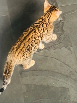 Reinrassige Bengal Kitten   Bild 6