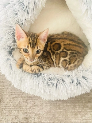 Reinrassige Bengal Kitten   Bild 4
