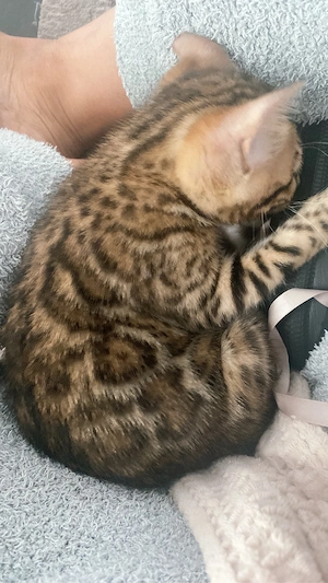 Reinrassige Bengal Kitten   Bild 9