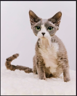 Devon Rex Kitten reinrassig 