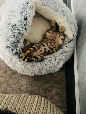 Reinrassige Bengal Kitten   Bild 8