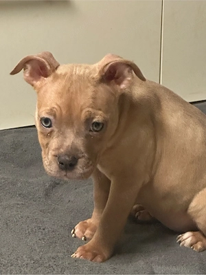 American Pocket Bully Merle Hündin 9 wochen alt 