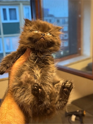 bkh kitten junge 