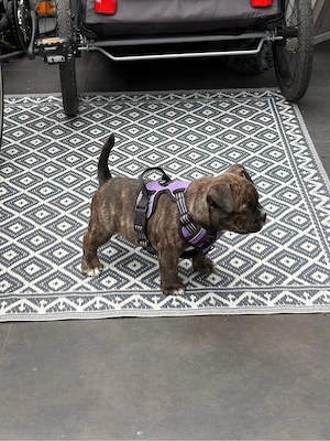 American Bully Hündin sucht noch ein Zuhause Bild 4