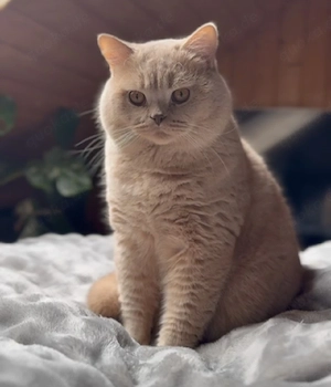 Deckkater in Creme mit Stammbaum 