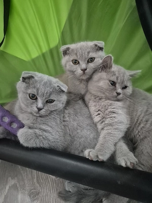 Neue, wohlerzogene und liebevolle Freunde suchen ein neues Zuhause!