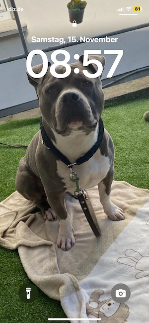 american bully blue line 