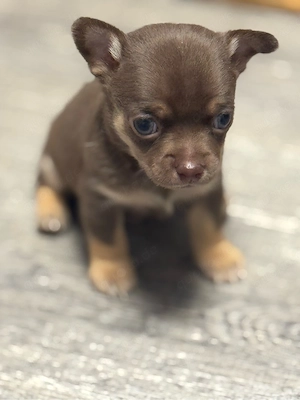 Zuckersüße Chihuahua Welpen