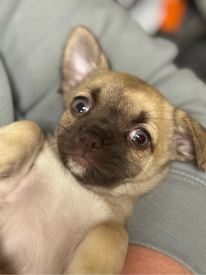 Zuckersüßer Chihuahua Welpe