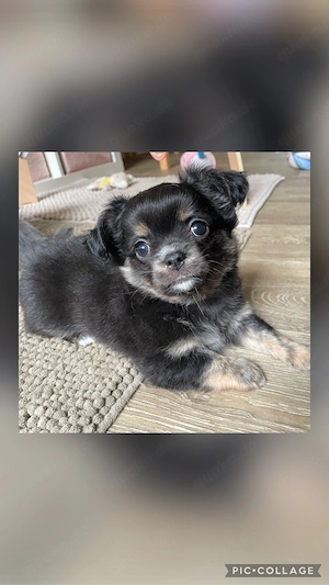 Reinrassiger Chihuahua Black Tri-tan sucht seine Lieblingsmenschen
