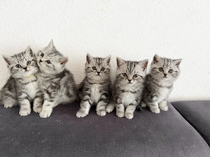 Wunderschöne BKH-Kitten suchen ein liebevolles Zuhause 