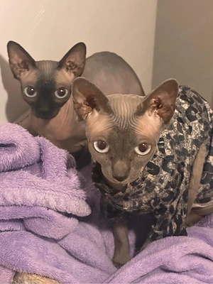 Sphynx katzen