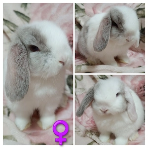 Reinrassige Minilop Mini Lop Zwergwidder  Bild 2