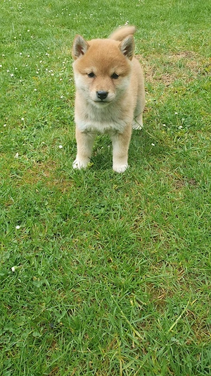  1 Shiba Inu Welpe(Mädel),reinrassig  Bild 5