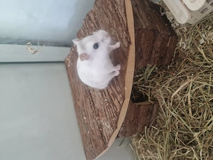 Zwerghamster mit Zubehör 