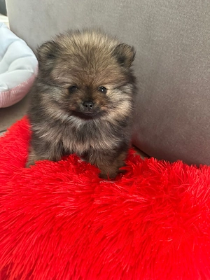 Wunderschöne reinrassige Pomeranian Zwergspitz Welpen suchen liebevolles Zuhause